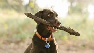 Close-up of a dog holding a stick.