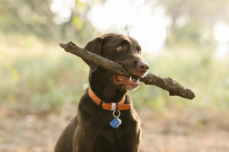 Close-up of a dog holding a stick.