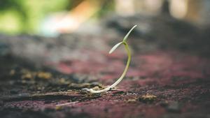 Close-up of a sprouting plant.