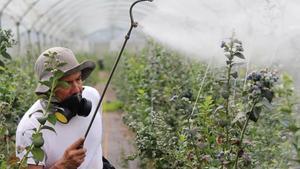 Man with gas mask spraying crops.