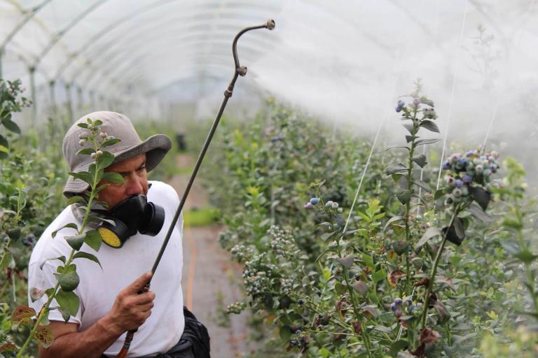 Man with gas mask spraying crops.