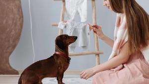 Girl giving sitting dog a treat.