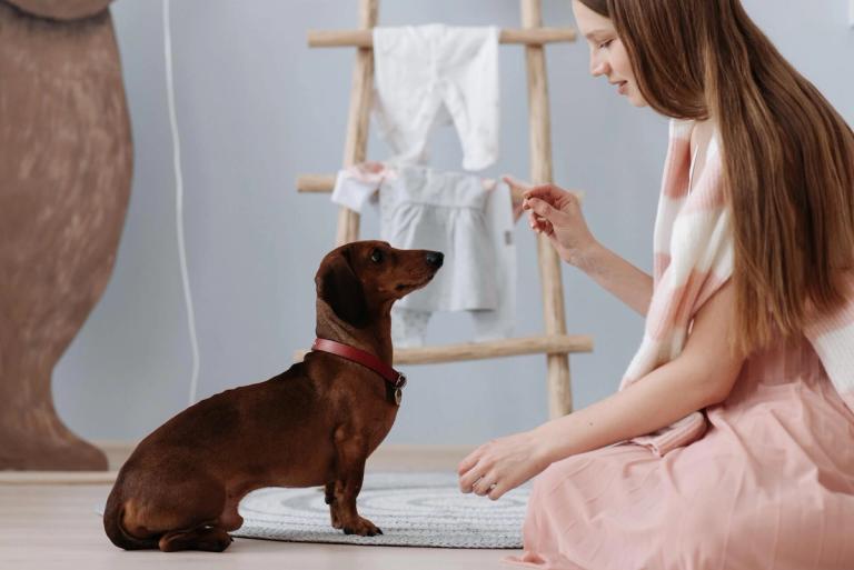 Girl giving sitting dog a treat.