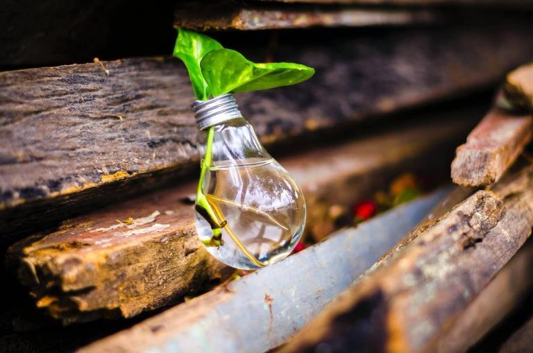 A lightbulb with a plant growing out of it.