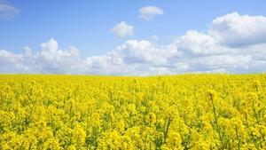 Sunny field of yellow flowers with a blue sky.