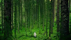 Person wandering in a lush forest.