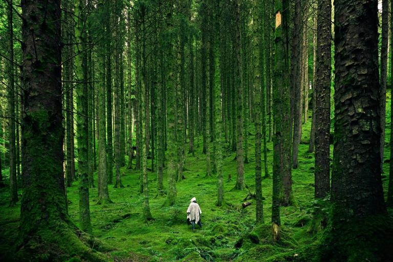 Person wandering in a lush forest.