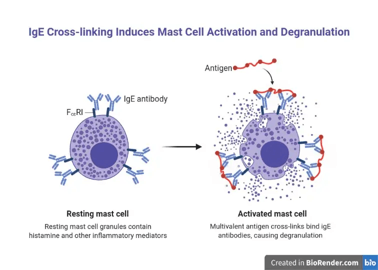 Cartoon drawing of mast cell activation and degranulation.