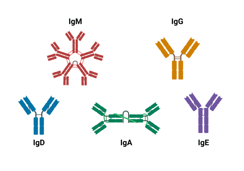 Cartoon drawing of the different antibody types.