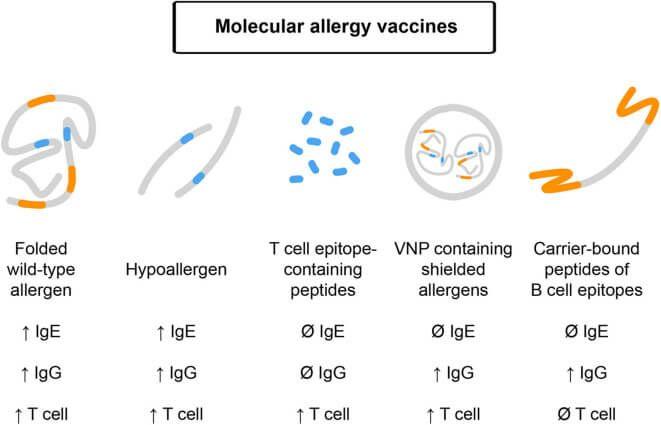 Chart of the different molecular allergy vaccines.